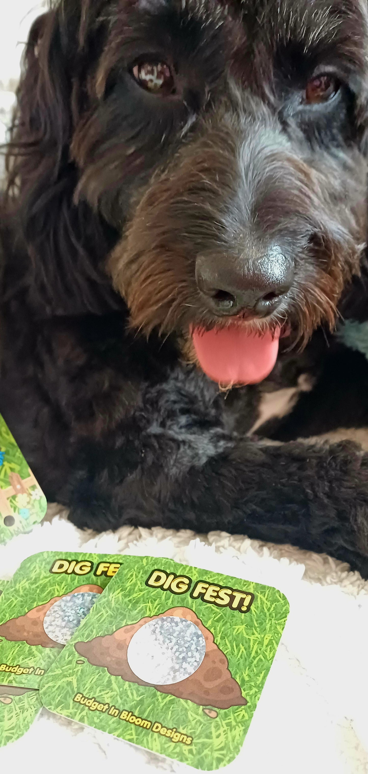 Willow, The Digging Dog, Does Dig Fest Savings Challenge